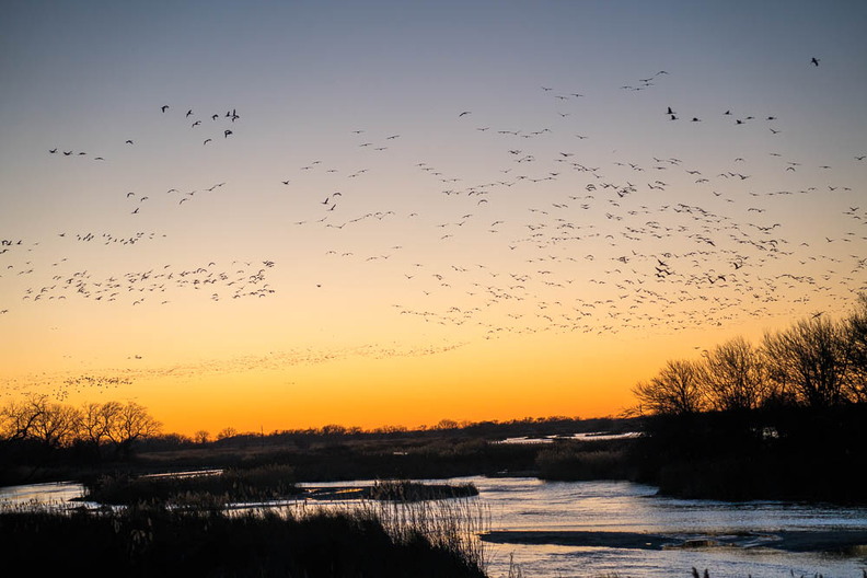 Sandhills flying over the Platte River at Sunset.jpg